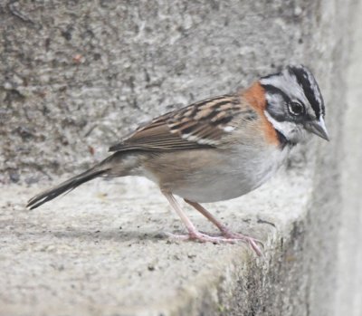 Rufous-collared Sparrow
on the wall outside the dining room
at Bellavista Cloud Forest Lodge Sunday
