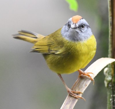 Russet-crowned Warbler
outside the dining room at lunch
