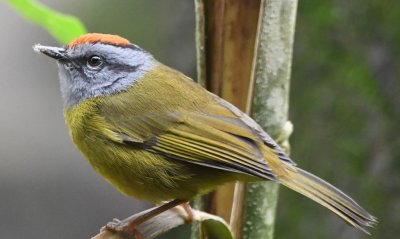 Russet-crowned Warbler