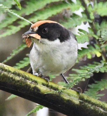 Slaty Brushfinch