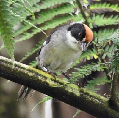 Slaty Brushfinch