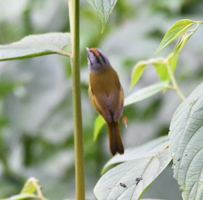 Russet-crowned Warbler