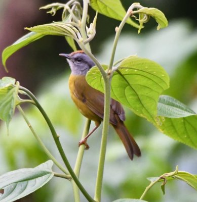 Russet-crowned Warbler