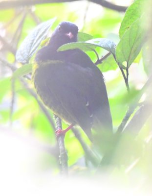 Green-and-Black Fruiteater