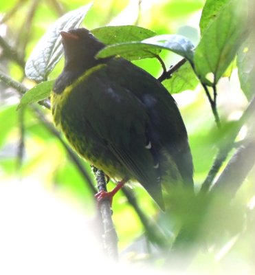 Green-and-Black Fruiteater
