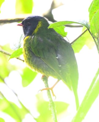 Green-and-Black Fruiteater
