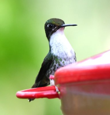 Female Booted Racquettail