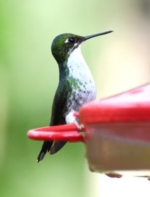 Female Booted Racquettail