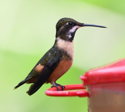 Male Gorgeted Woodstar?