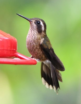 Speckled Hummingbird