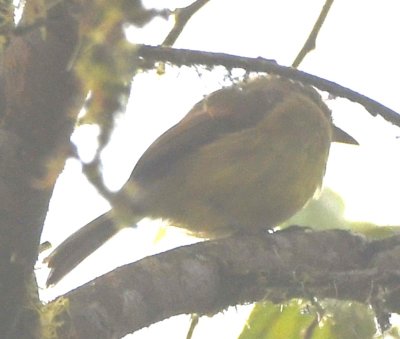 Flavescent Flycatcher