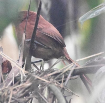 Azara's Spinetail