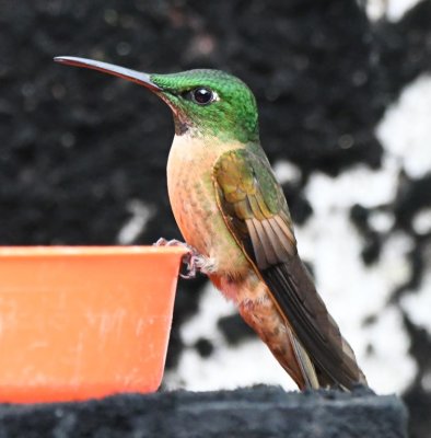 Fawn-breasted Brilliant