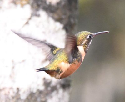 Female Purple-throated Woodstar?