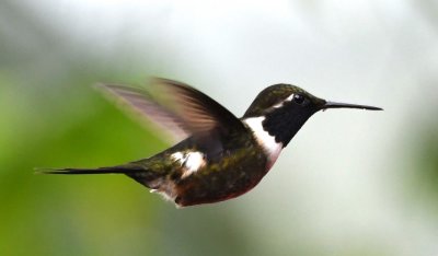 Male Purple-throated Woodstar
gorget does not go down to a 'point' as in the Gorgeted Woodstar