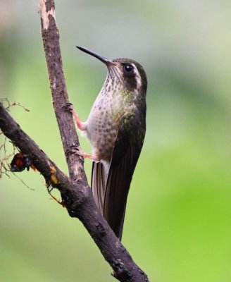 Speckled Hummingbird