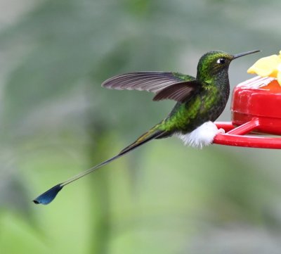 Male Booted Racquettail