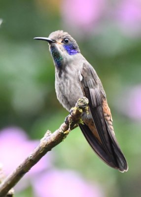 Brown Violetear