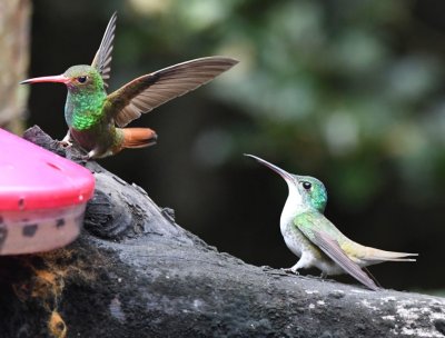 Rufous-tailed Hummingbird and Andean Emerald