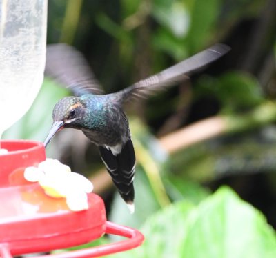 White-whiskered Hermit