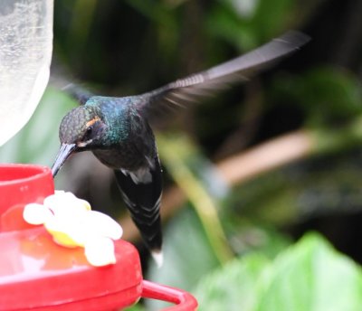 White-whiskered Hermit