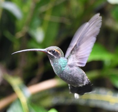 White-whiskered Hermit
