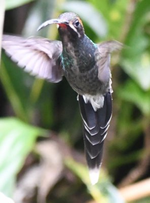 White-whiskered Hermit