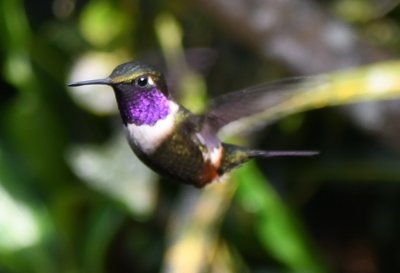 Male Gorgeted Sunangel