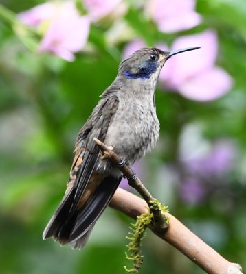 Brown Violetear