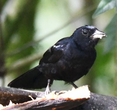 White-lined Tanager