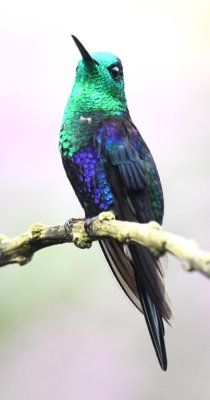 Green-crowned Woodnymph