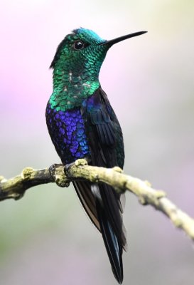 Green-crowned Woodnymph