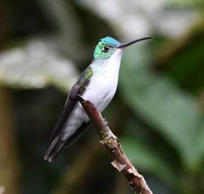 Andean Emerald