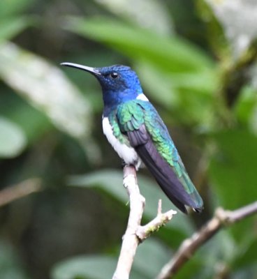White-necked Jacobin male