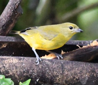Thick-billed Euphonia female