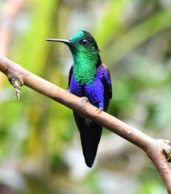 Green-crowned Woodnymph