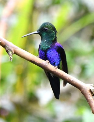 Green-crowned Woodnymph