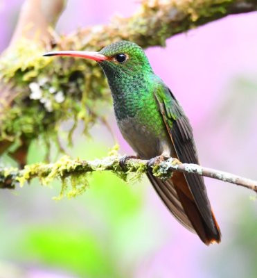 Rufous-tailed Hummingbird