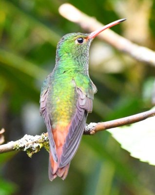 Rufous-tailed Hummingbird (rear view)