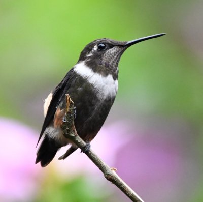 Male Gorgeted Woodstar