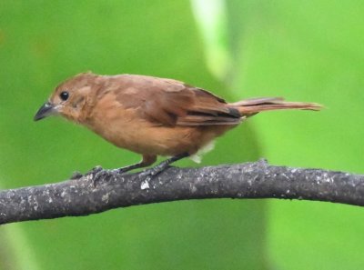 Female White-lined Tanager