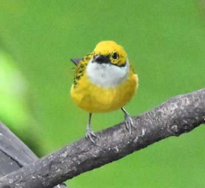 Silver-throated Tanager