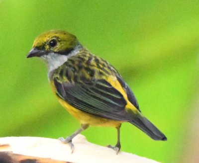 Silver-throated Tanager
