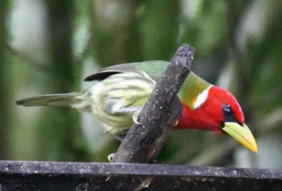 Male Red-headed Barbet