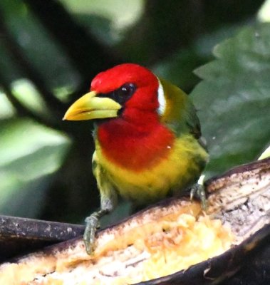 Male Red-headed Barbet
