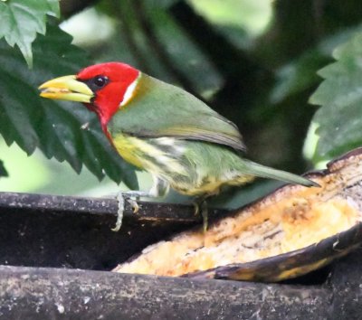 Male Red-headed Barbet