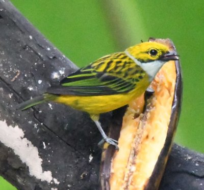 Silver-throated Tanager