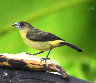 Female Flame-rumped Tanager