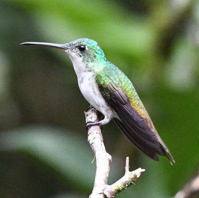 Andean Emerald