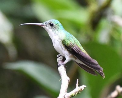 Andean Emerald